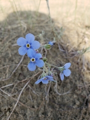 Eritrichium splendens