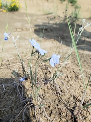 Eritrichium splendens