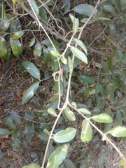 Landolphia kirkii
