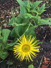 Inula hookeri