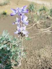 Lupinus kuschei