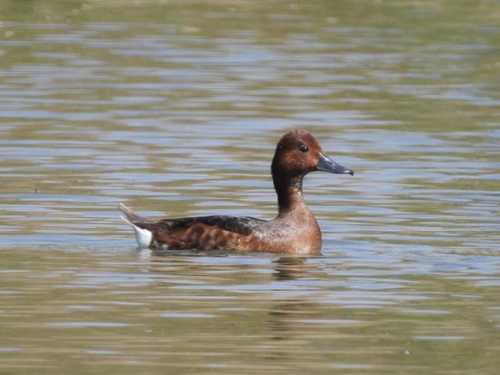 Ferruginous Duck