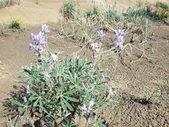 Lupinus kuschei