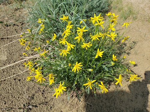 Ogotoruk Creek ragwort (Packera ogotorukensis)