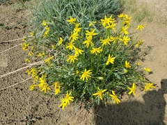 Packera ogotorukensis