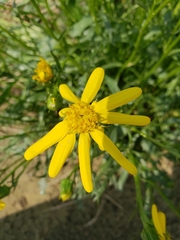 Packera ogotorukensis