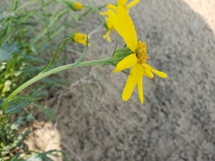 Packera ogotorukensis