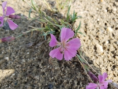 Dianthus repens