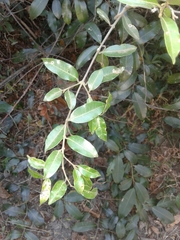 Landolphia kirkii