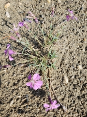 Dianthus repens