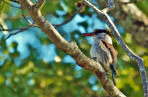 Striped Kingfisher