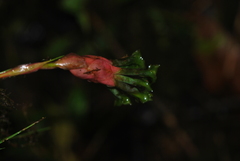 Guzmania graminifolia