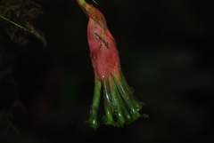Guzmania graminifolia