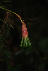 Guzmania graminifolia