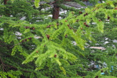 Larix kaempferi