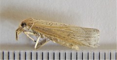 Pediasia abnaki