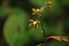 Prosthechea