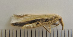 Pediasia abnaki