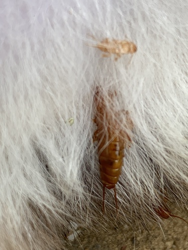 Hemimerus hanseni