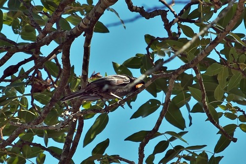 Southern Black Tit