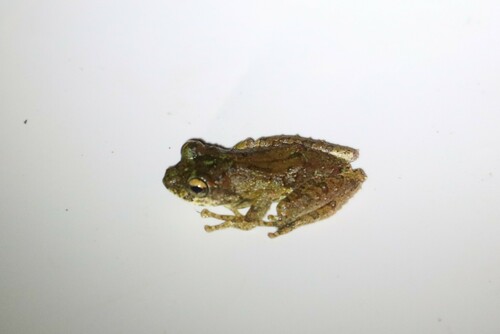 Kurixalus bisacculus observed 2024-11-30