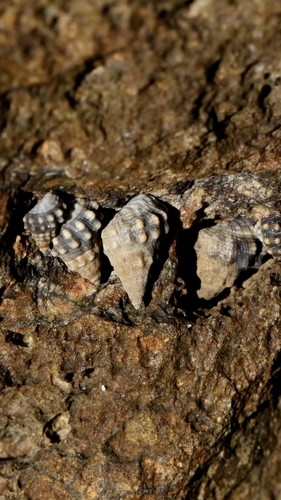 Echinolittorina malaccana