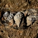 Echinolittorina malaccana