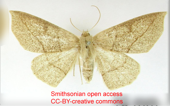 Cirsodes aggerata