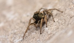 Habronattus borealis