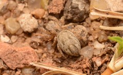 Habronattus texanus