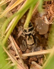 Habronattus borealis