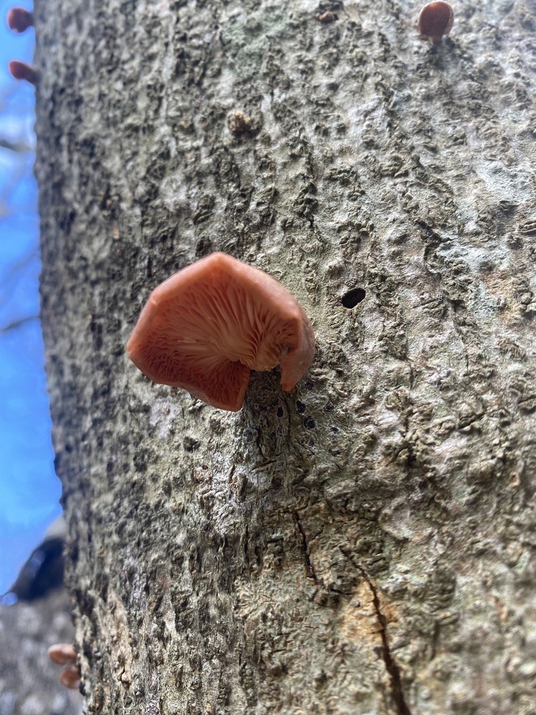 Pleurotus djamor · May 2024 · photo: © carancho (iNaturalist, cc-by)