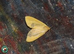 Epicrisias eschara