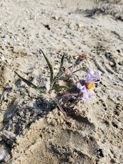 Symphyotrichum yukonense