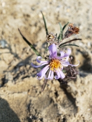 Symphyotrichum yukonense
