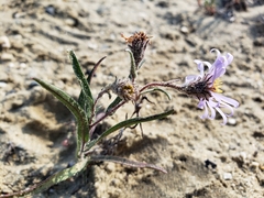 Symphyotrichum yukonense