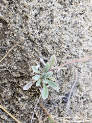 Physaria arctica