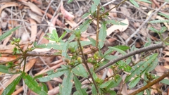 Floyd's zieria (Zieria floydii)