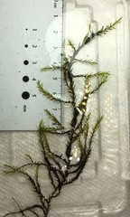 Fontinalis novae-angliae