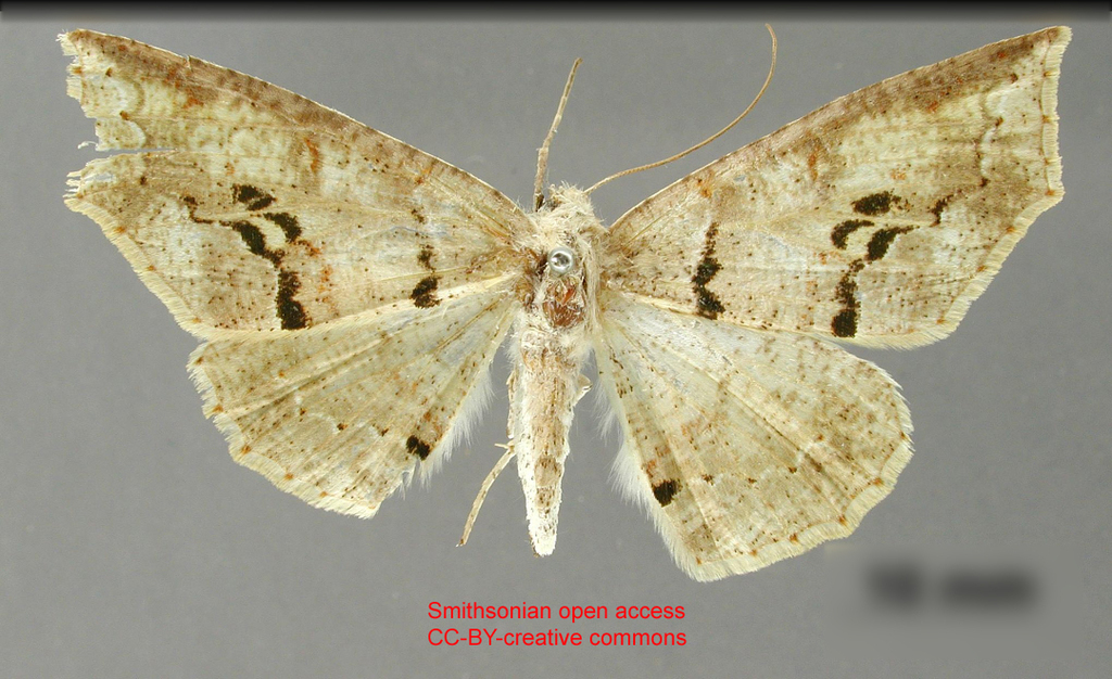 Cirsodes meridaria