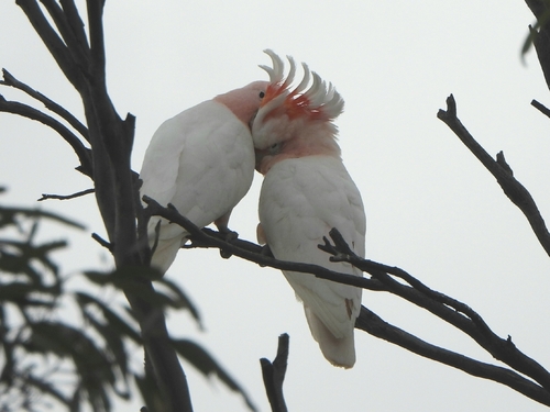 Pink Cockatoo
