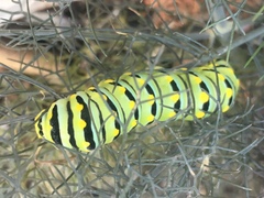 Papilio polyxenes