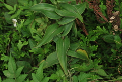 Habenaria monorrhiza