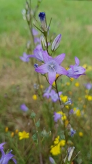 Campanula rapunculus