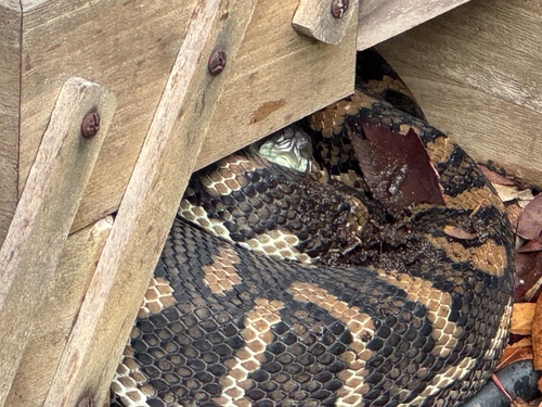 Coastal Carpet Python sighting