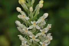 Habenaria monorrhiza
