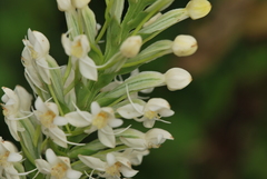 Habenaria monorrhiza