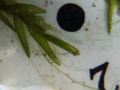 Fontinalis novae-angliae