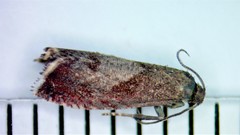 Dichrorampha sedatana