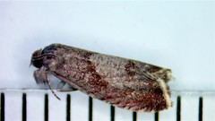Dichrorampha sedatana